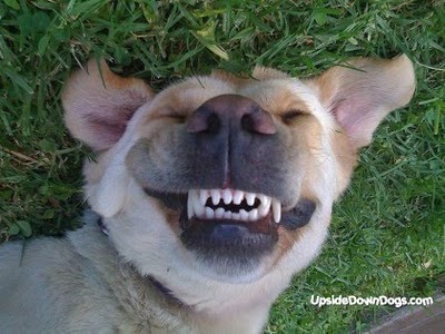 Smile dog