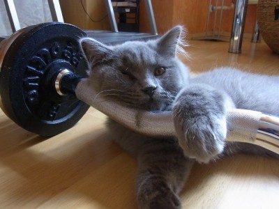 cat-206981_1280