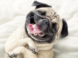 smiling-dog-1600x1200