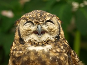 SmilingOwl