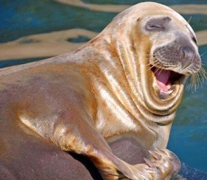 smiling sea lion