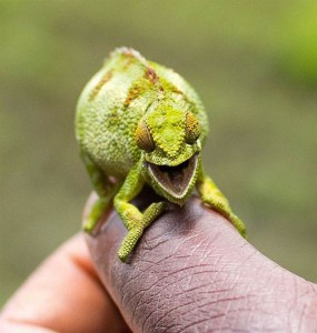 smiling lizard