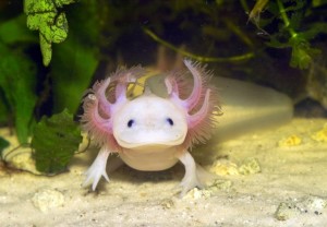 Smiling Axolotl