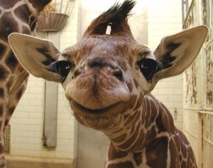 cute-smiling-animals-11
